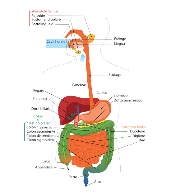 apparato digerente